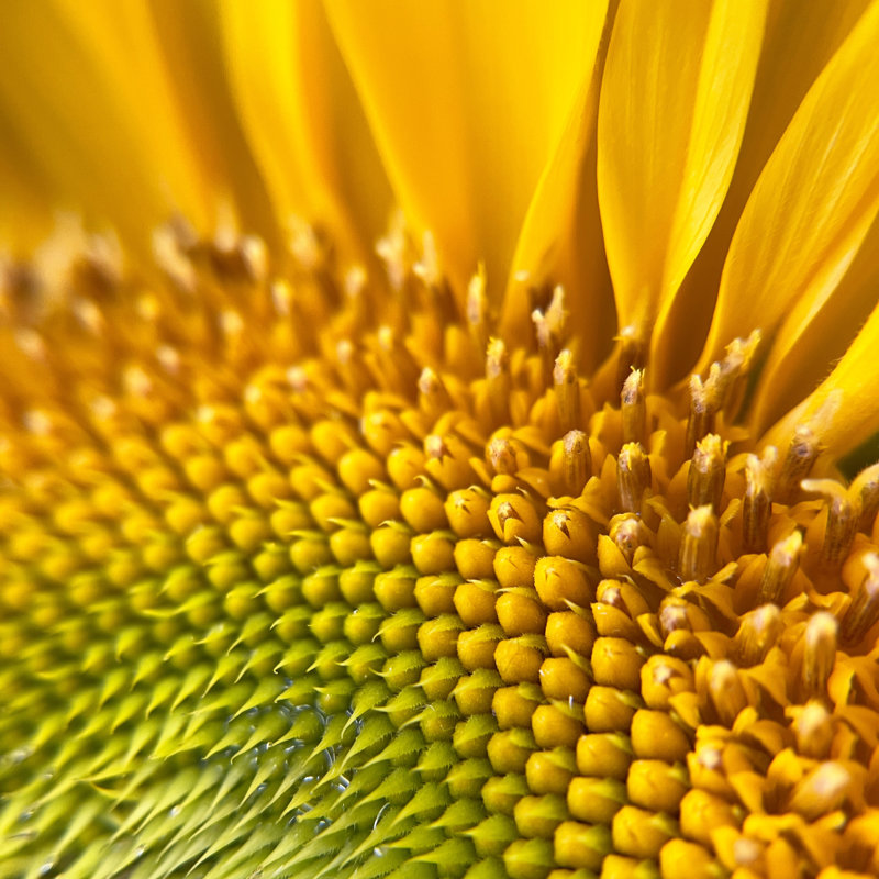 Akuht : Mit der Kraft der Natur zum Wohlbefinden